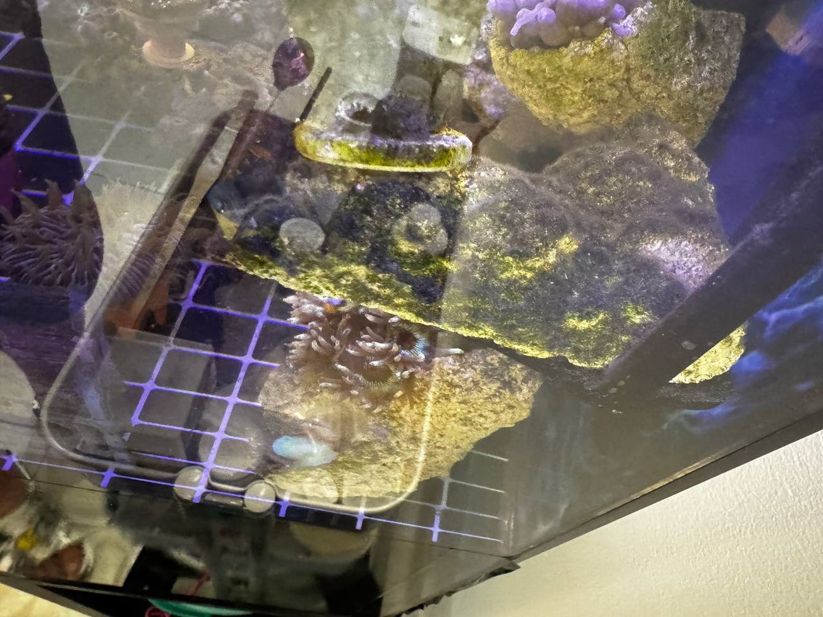 Day 34 海缸内部造景全景,活石堆 + 珊瑚 + 5 条鱼隐约可见